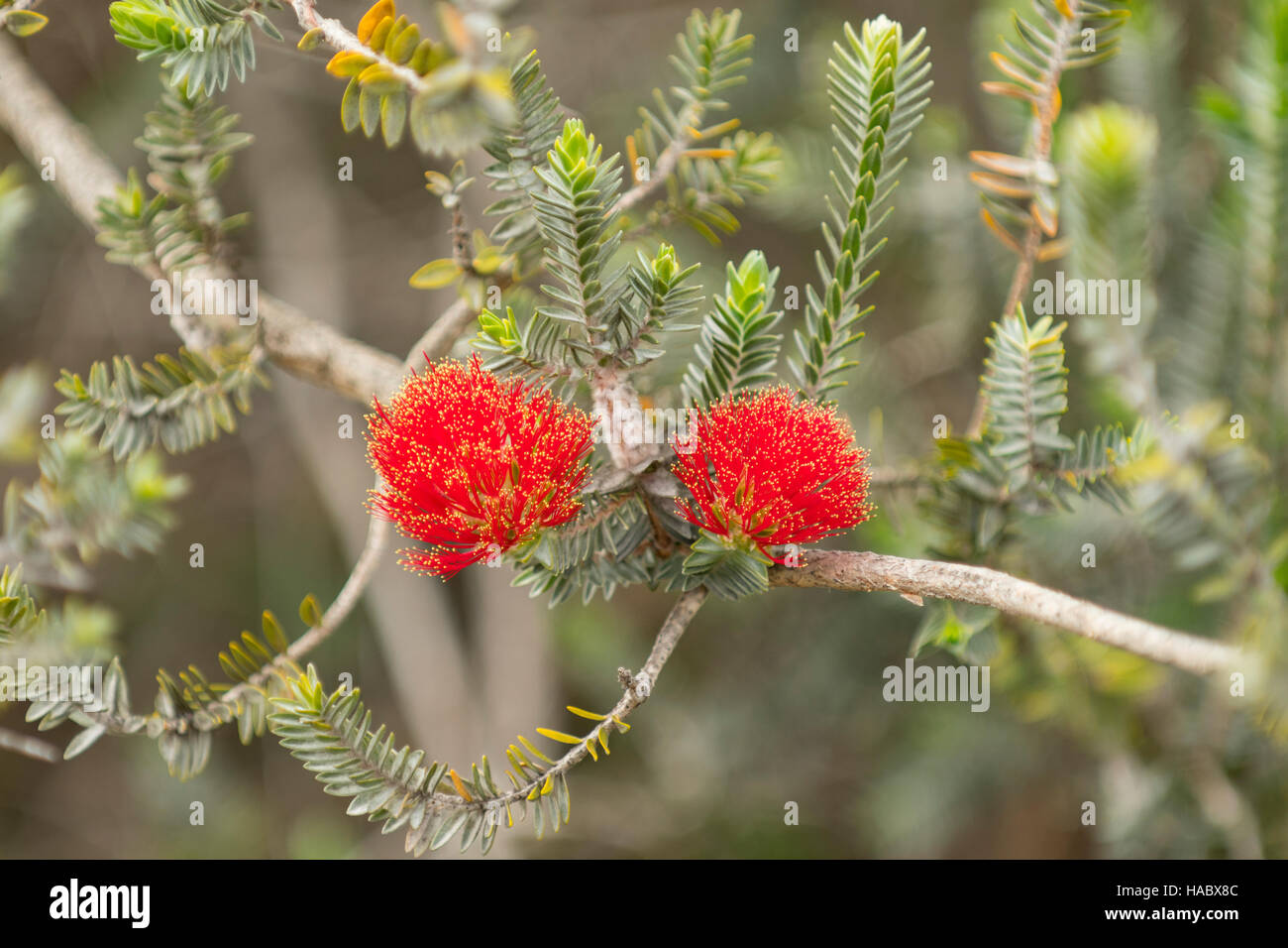Regelia velutina, le Regelia à Stokes Bay Bush Garden, Kangaroo Island, Australie du Sud, Australie Banque D'Images Regelia velutina, le Regelia à Stokes Bay Bush Garden, Kangaroo Island, Australie du Sud, Australie Banque D'Images