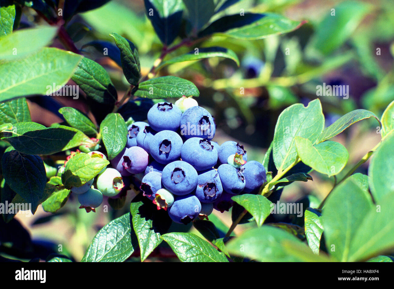 Les bleuets cultivés sur une myrtille Bush lors de l'autocueillette Bleuetière Banque D'Images