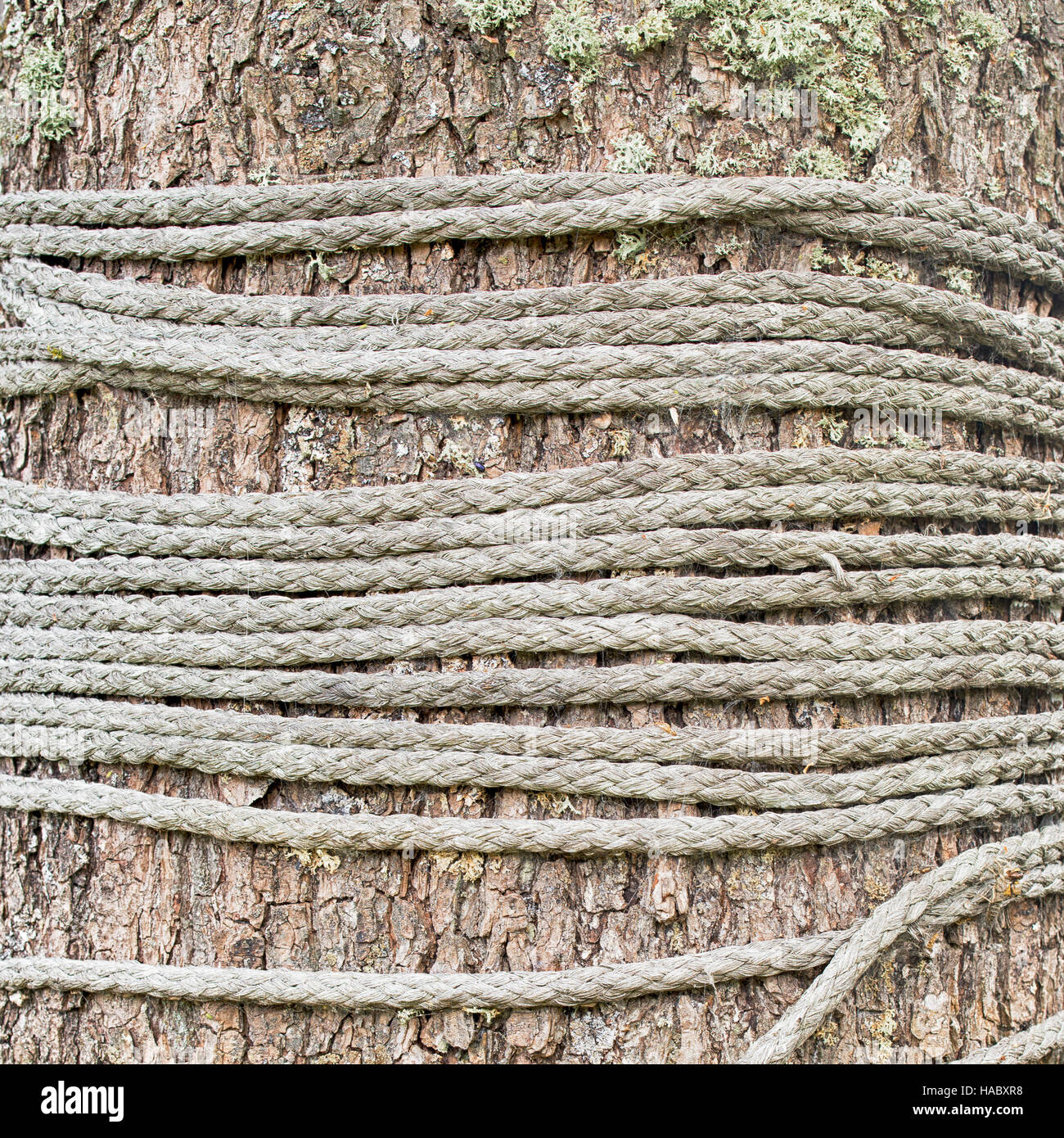 Corde nouée autour d'un arbre Banque D'Images