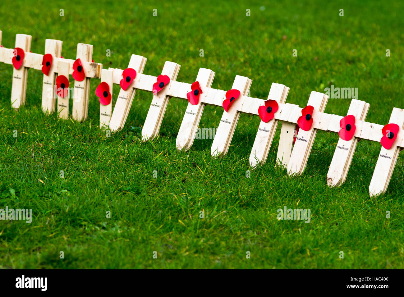 Coquelicots et de petites croix de bois affiche à Bristol (Grande-Bretagne) le Dimanche du souvenir Banque D'Images