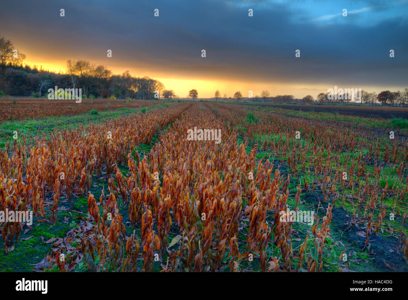 Lys fanées avec brown feuilles sur un champ agricole au coucher du soleil Banque D'Images