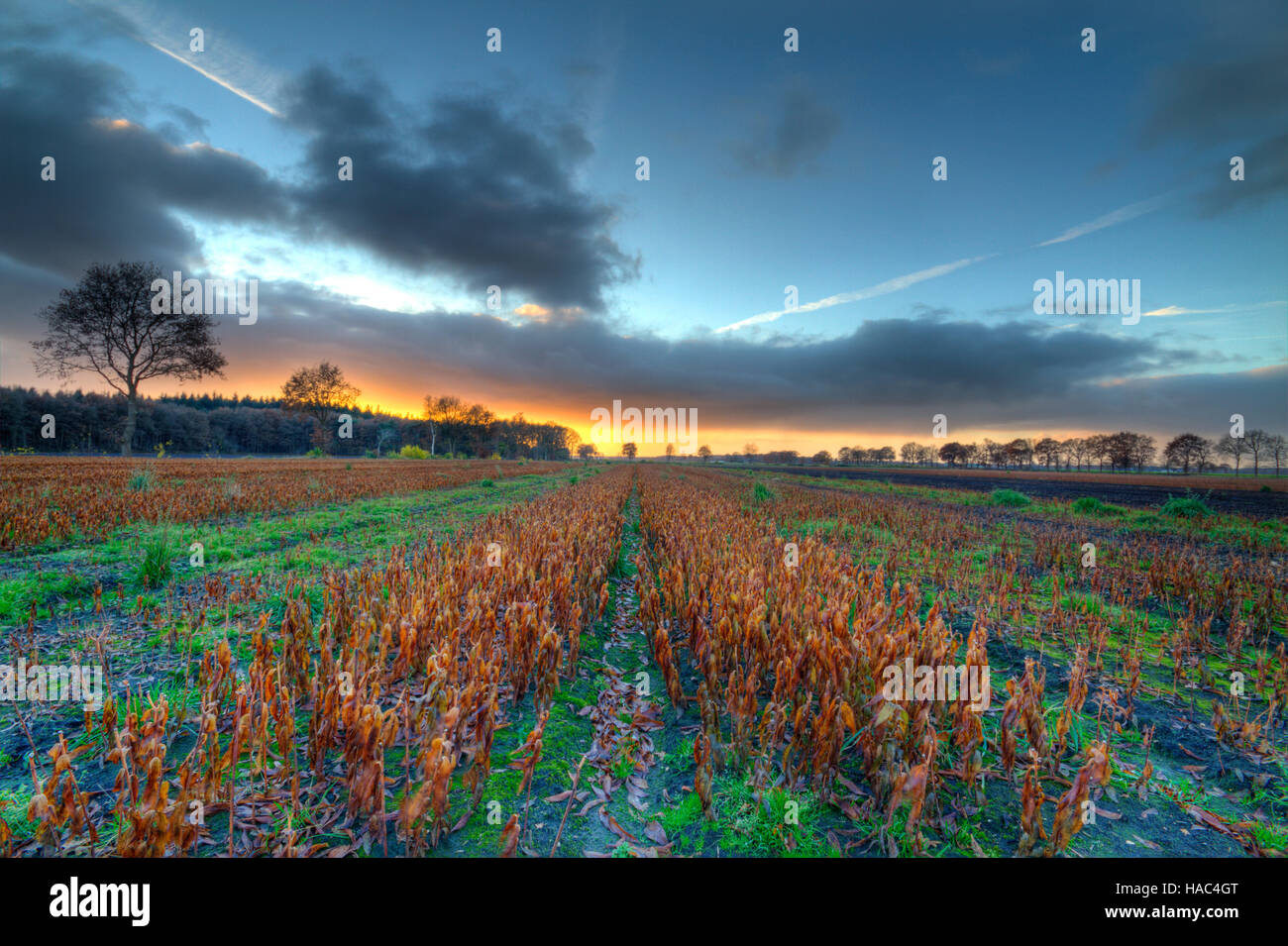 Lys fanées avec brown feuilles sur un champ agricole au coucher du soleil Banque D'Images