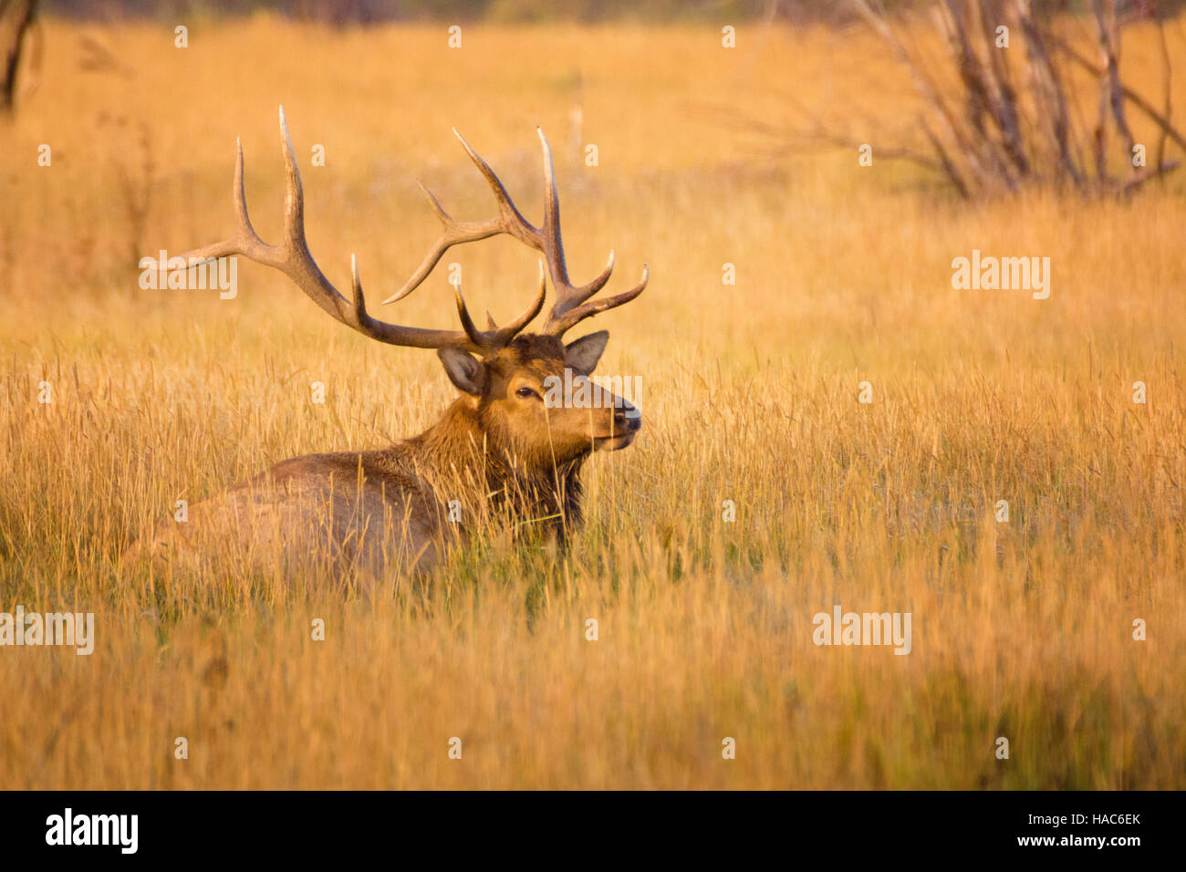 Un Bull Elk prend une pause pendant le rut dans Rocky Mountain National Park, Colorado Banque D'Images