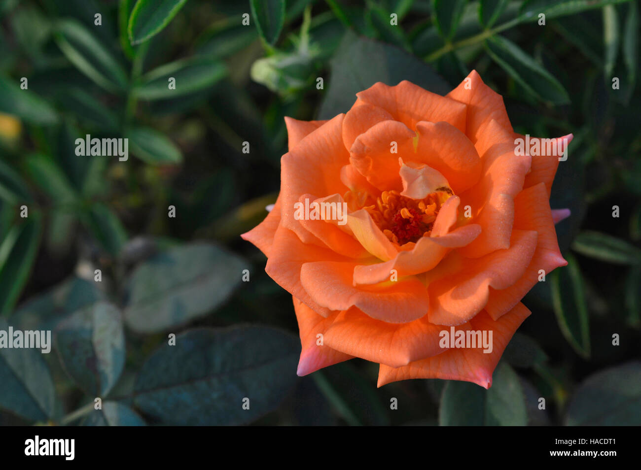 Fleur rose orange près de Pune, Maharashtra, Inde Banque D'Images