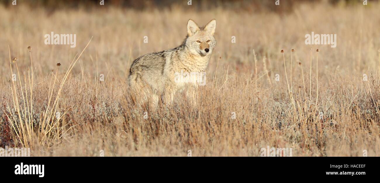 Jeune coyote chasse dans les armoises frosty dans le Grand Teton Park sur le matin. Banque D'Images