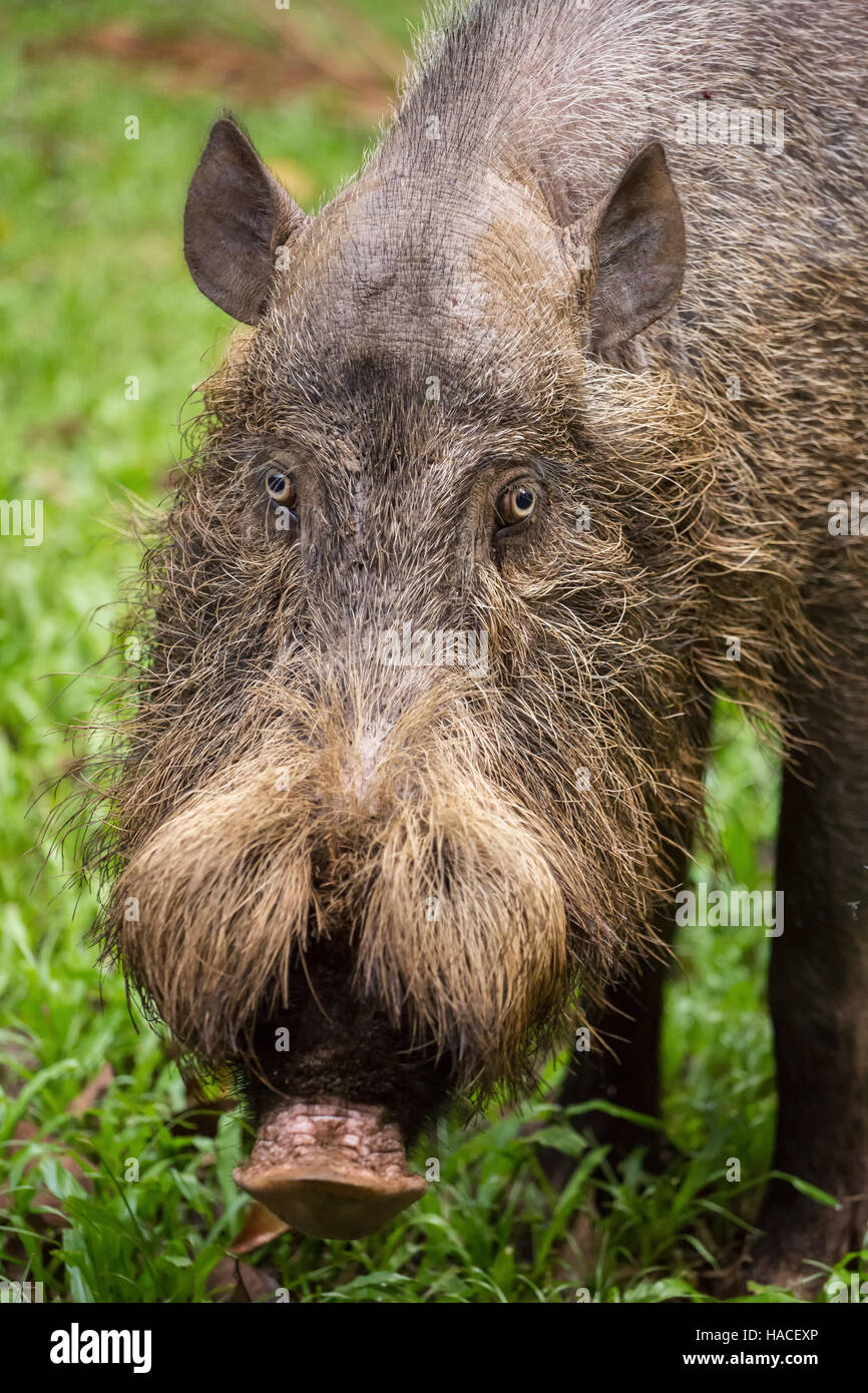 Cochon barbu de Bornéo au parc national de Bako, Bornéo, Malaisie Banque D'Images