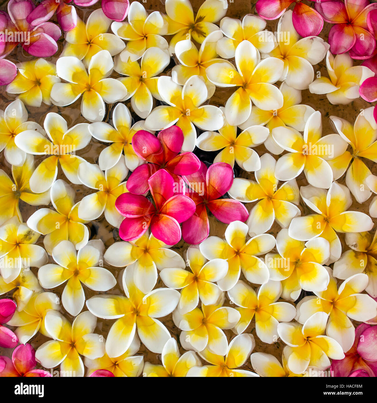 Rose blanc et jaune plumeria ou frangipanier fleur sur fond de l'eau Banque D'Images