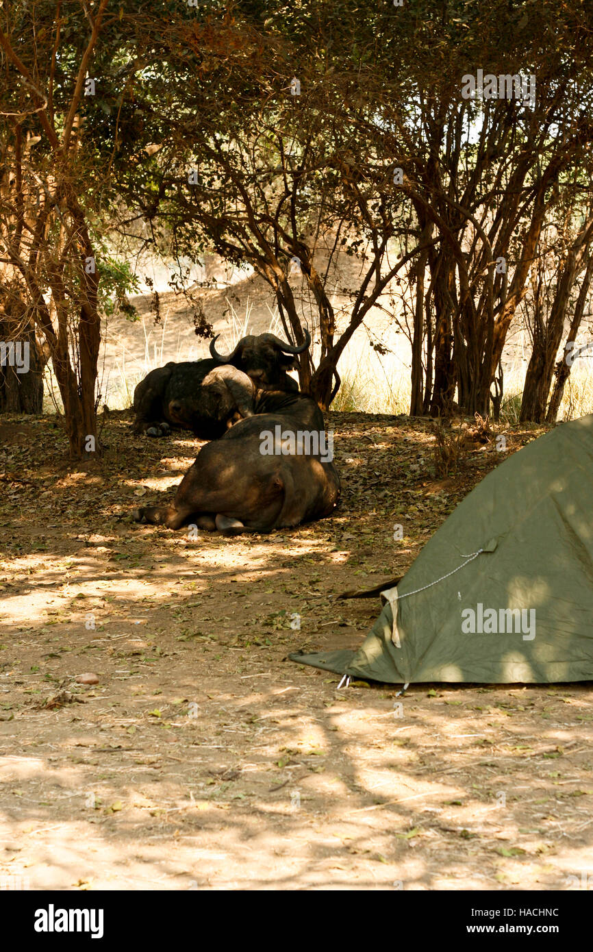 D'AFRIQUE, Syncerus caffer reposant dans Nyamepy Camp. Mana Pools National Park. Zimbabwe Banque D'Images