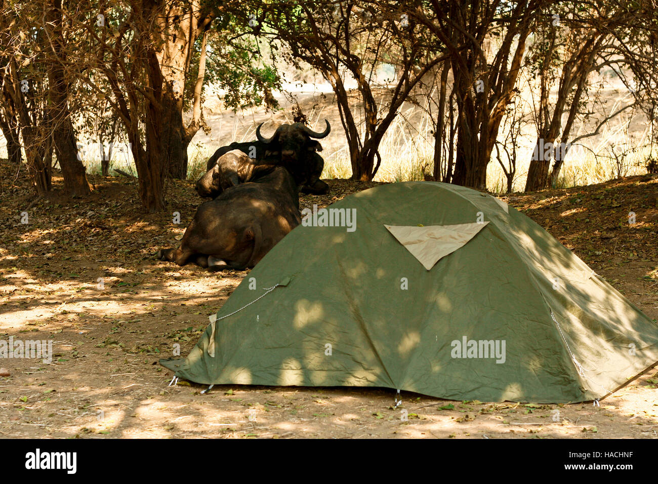 D'AFRIQUE, Syncerus caffer reposant dans Nyamepy Camp. Mana Pools National Park. Zimbabwe Banque D'Images