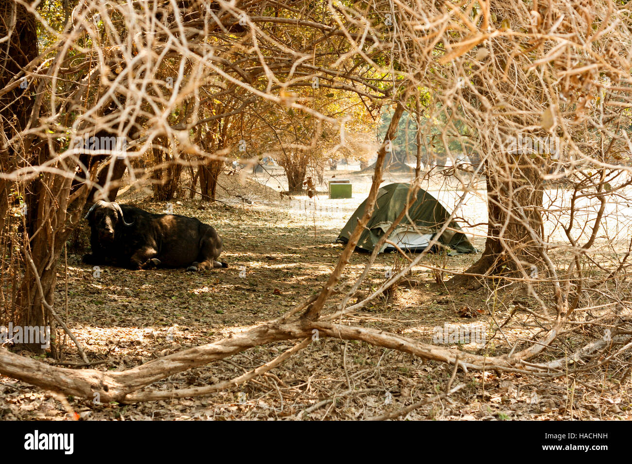 D'AFRIQUE, Syncerus caffer reposant dans Nyamepy Camp. Mana Pools National Park. Zimbabwe Banque D'Images