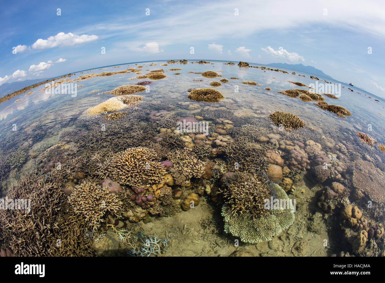Une forte marée basse au cours de la pleine lune expose un récif de corail qui poussent sur le bord de Flores, en Indonésie. Banque D'Images
