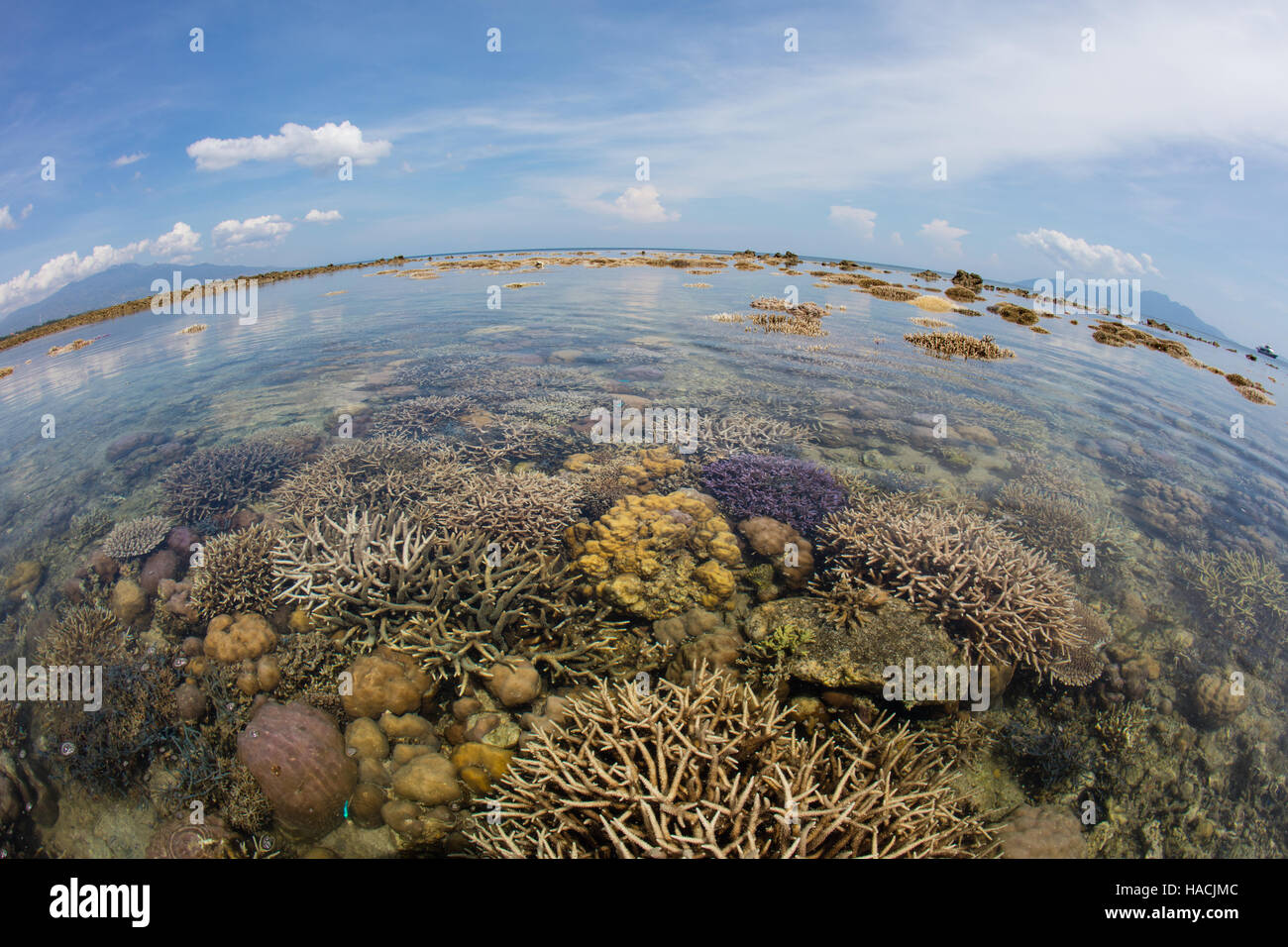 Une forte marée basse au cours de la pleine lune expose un récif de corail qui poussent sur le bord de Flores, en Indonésie. Banque D'Images