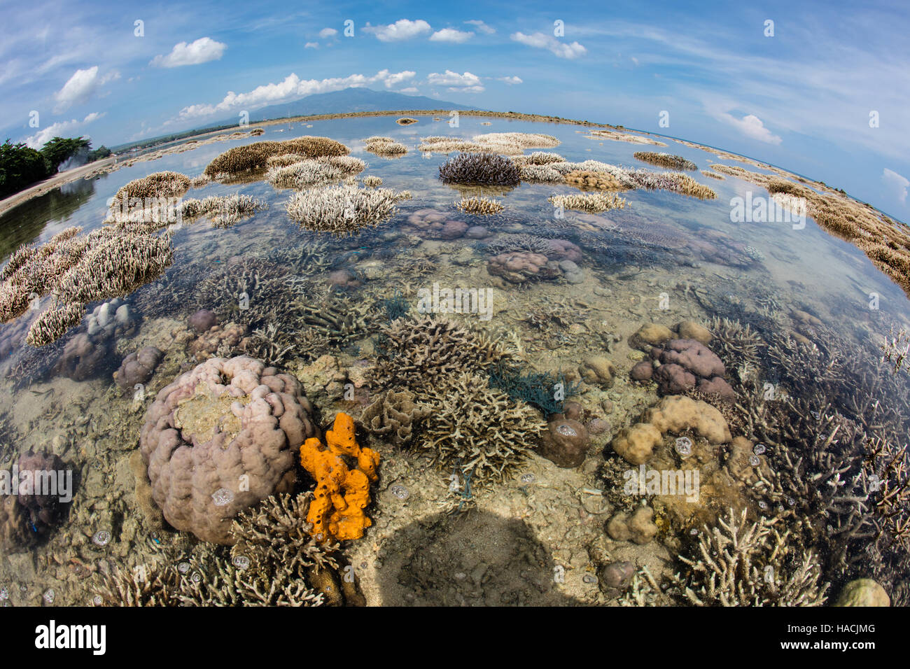 Une forte marée basse au cours de la pleine lune expose un récif de corail qui poussent sur le bord de Flores, en Indonésie. Banque D'Images