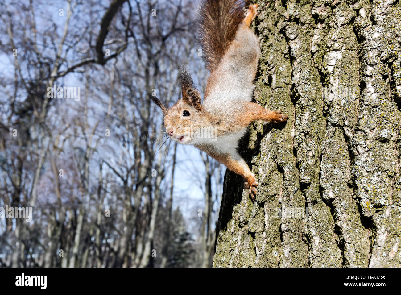 Écureuil curieux assis sur tronc d'arbre à la recherche de repas rapide Banque D'Images