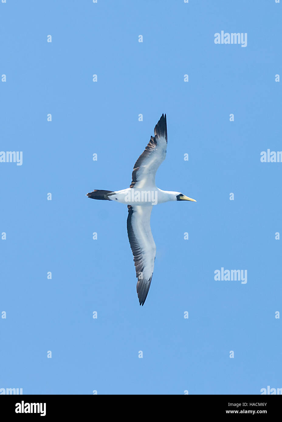 Fou masqué (Sula dactylatra) fullageri, Lord Howe Island, New South Wales, NSW, Australie Banque D'Images