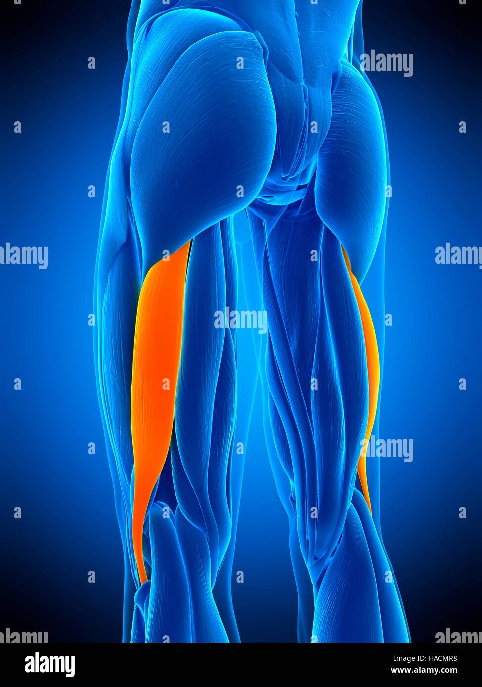 Illustration du biceps femoris longus. Banque D'Images