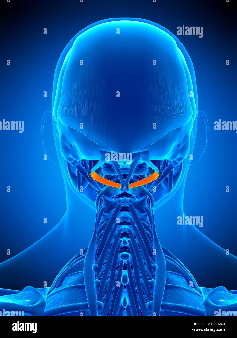 Illustration de l'obliquus capitis inférieure du muscle. Banque D'Images