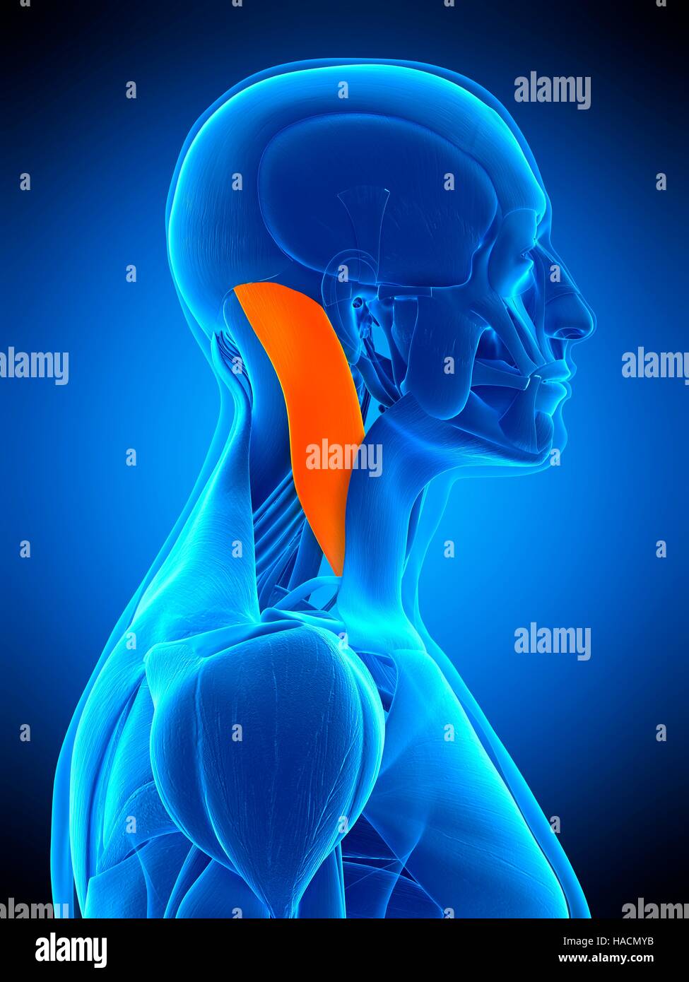 Sternocleidomastoid Banque de photographies et d’images à haute résolution Alamy