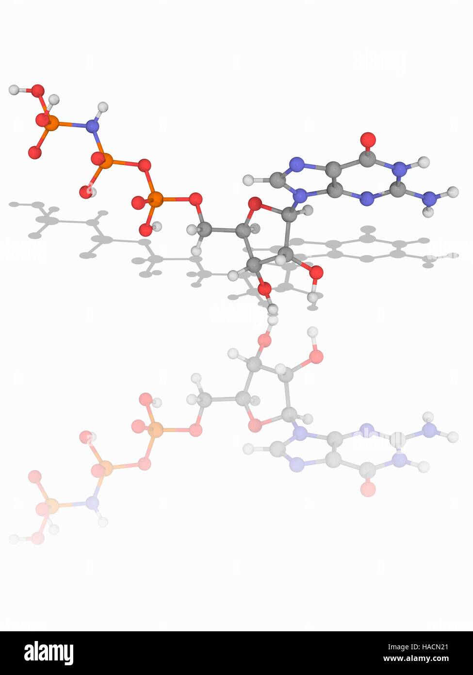 5'-guanylyl imidodiphosphate. Le modèle moléculaire de la 5'-nucléotides puriques guanylyl imidodiphosphate (C10.H17.N6.O13.P3). Les atomes sont représentés comme des sphères et sont codés par couleur : carbone (gris), l'hydrogène (blanc), l'azote (bleu), l'oxygène (rouge) et de phosphore (orange). Cette molécule joue un rôle dans la biochimie cellulaire comme un stimulateur de l'adénylate cyclase. L'illustration. Banque D'Images