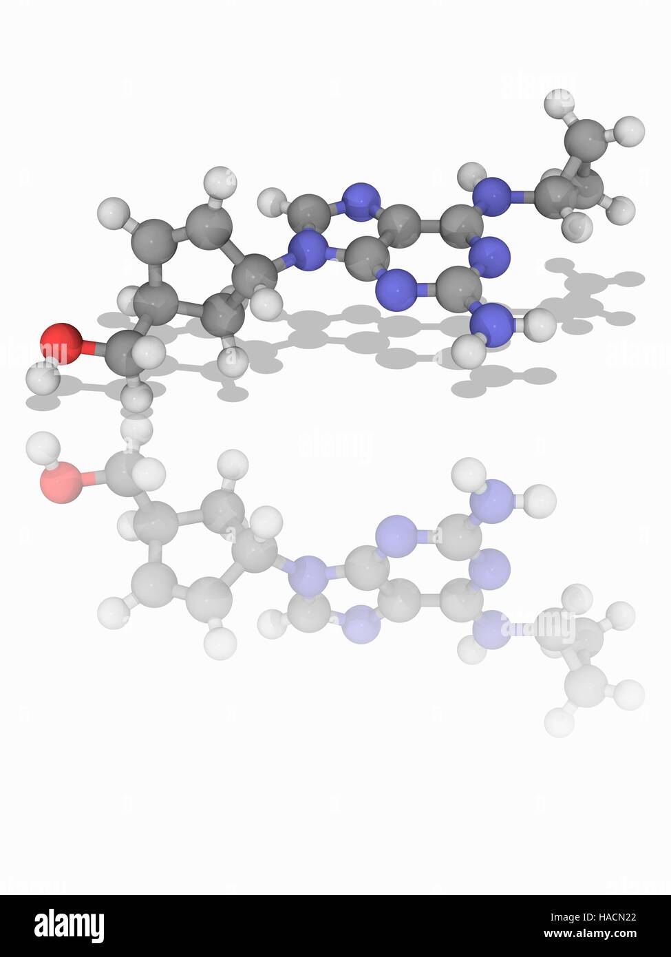 L'abacavir. Le modèle moléculaire de l'inhibiteur de la transcriptase inverse abacavir (C14.H18.N6.O). Ce médicament est utilisé dans les traitements pour le VIH et le SIDA. Les atomes sont représentés comme des sphères et sont codés par couleur : carbone (gris), l'hydrogène (blanc), l'azote (bleu) et d'oxygène (rouge). L'illustration. Banque D'Images