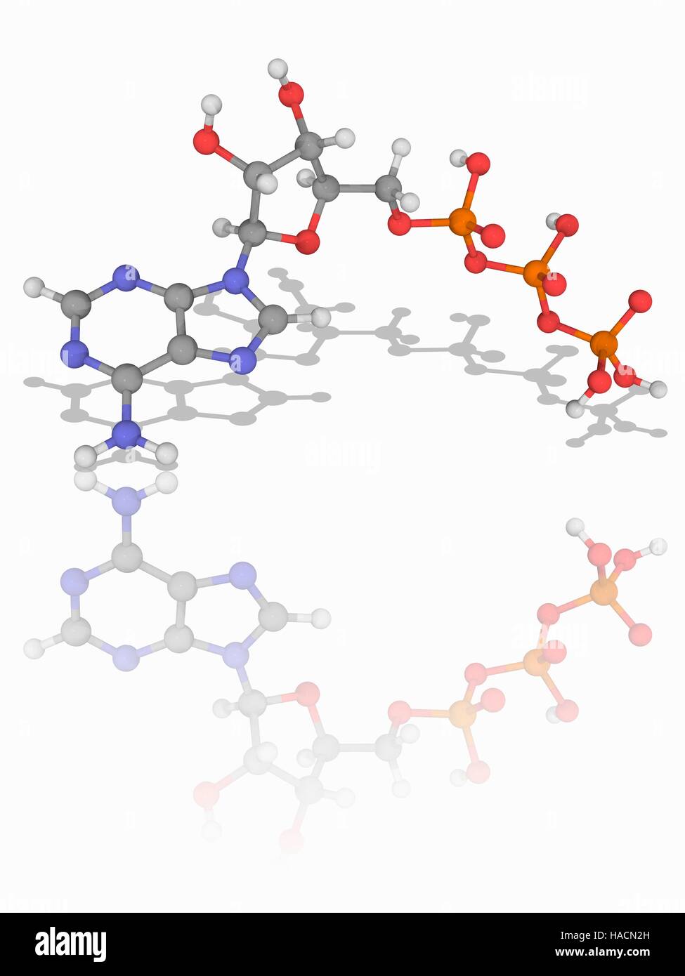 L'adénosine triphosphate. Le modèle moléculaire de l'enzyme adénosine triphosphate (ATP, C10.H16.N5.O13.P3). Cette molécule est un transporteur d'énergie métabolique dans les cellules. Les atomes sont représentés comme des sphères et sont codés par couleur : carbone (gris), l'hydrogène (blanc), l'azote (bleu), l'oxygène (rouge) et de phosphore (orange). L'illustration. Banque D'Images