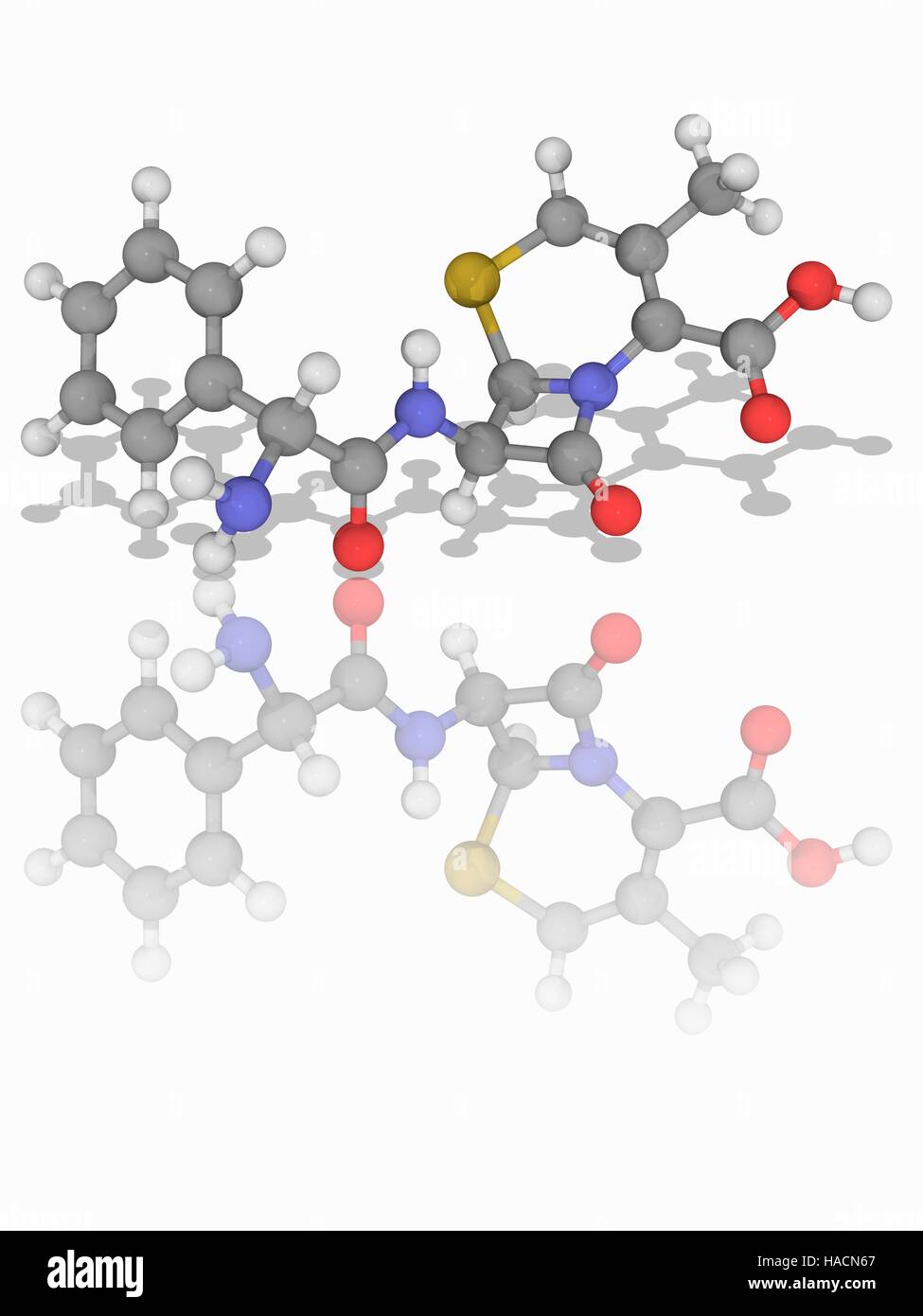 Cephalexin. Le modèle moléculaire de l'antibiotique cephalexin (C16.H17.N3.O4.S), également orthographié céfalexine. C'est un antibiotique de première génération, utilisé pour les infections bactériennes telles celles de l'oreille moyenne, les os et les articulations, la peau, et des voies urinaires. Les atomes sont représentés comme des sphères et sont codés par couleur : carbone (gris), l'hydrogène (blanc), l'azote (bleu), l'oxygène (rouge) et le soufre (jaune). L'illustration. Banque D'Images