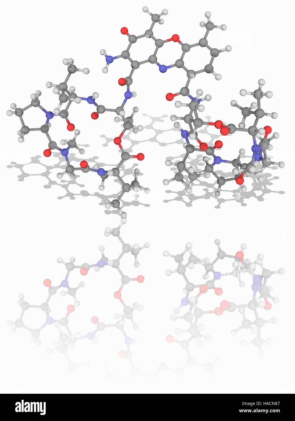 L'actinomycine D. Le modèle moléculaire de l'antibiotique polypeptidique de l'actinomycine D (C62.H86.N12.O16), également connu sous le dactinomycin. Ce médicament est également utilisé dans le traitement d'une variété de cancers. Les atomes sont représentés comme des sphères et sont codés par couleur : carbone (gris), l'hydrogène (blanc), l'azote (bleu) et d'oxygène (rouge). L'illustration. Banque D'Images