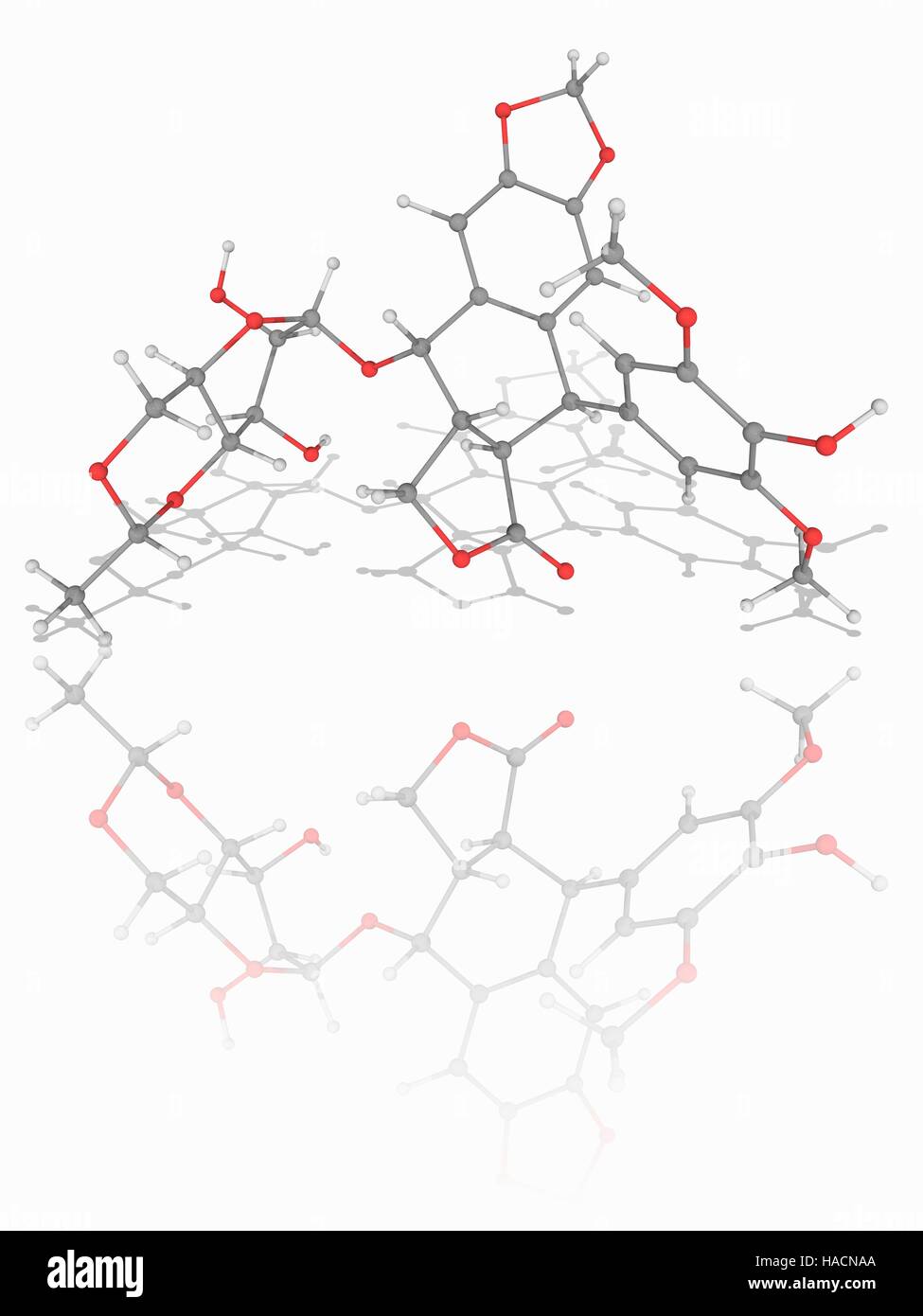 L'étoposide. Le modèle moléculaire de l'étoposide (médicament de chimiothérapie C29.H32.O13). C'est un inhibiteur de la topoisomérase utilisés contre les cancers comme le sarcome d'Ewing, un cancer du poumon, le cancer du testicule, lymphome, leucémie lymphoïde et. Les atomes sont représentés comme des sphères et sont codés par couleur : carbone (gris), l'hydrogène (blanc) et d'oxygène (rouge). L'illustration. Banque D'Images