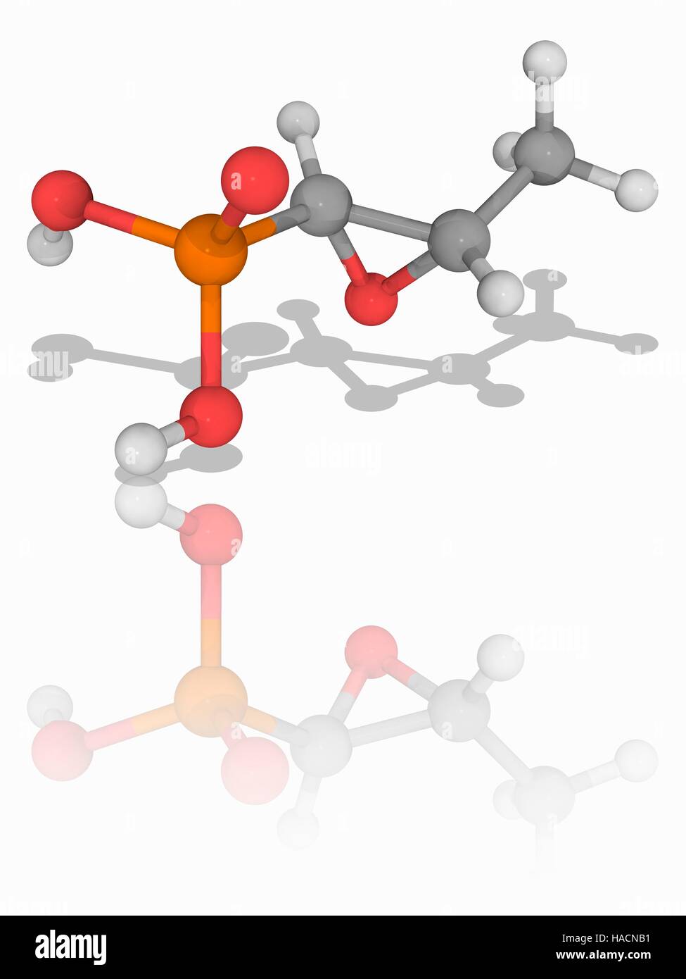 Fosfomycine. Le modèle moléculaire de l'antibiotique à large spectre fosfomycine (C3.H7.O4.P), également connu sous le phosphomycin. Ce médicament est utilisé dans le traitement des infections des voies urinaires. Les atomes sont représentés comme des sphères et sont codés par couleur : carbone (gris), l'hydrogène (blanc), l'oxygène (rouge) et de phosphore (orange). L'illustration. Banque D'Images