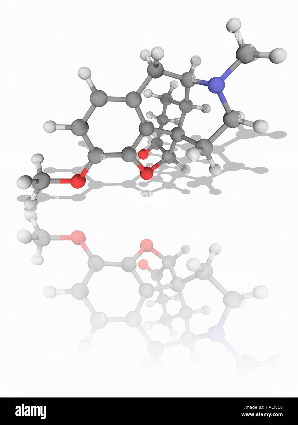 L'hydrocodone. Le modèle moléculaire de l'opioïde synthétique de l'hydrocodone (C18.H21.N.O3). Cette drogue est dérivé de la codéine et la thébaïne. C'est un stupéfiant analgésique (antidouleur) et toux (antitussif remedy). Les atomes sont représentés comme des sphères et sont codés par couleur : carbone (gris), l'hydrogène (blanc), l'azote (bleu) et d'oxygène (rouge). L'illustration. Banque D'Images