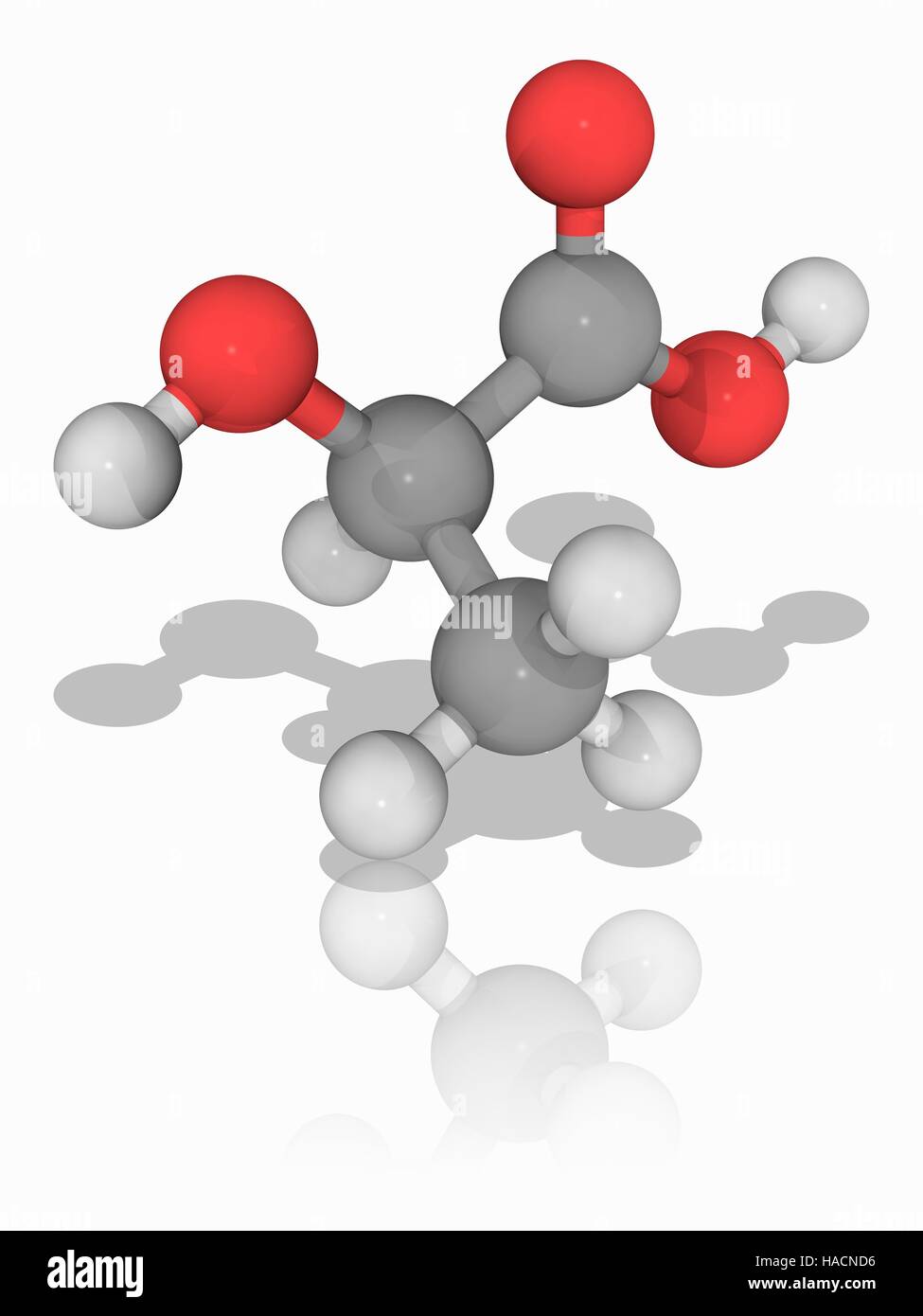 L'acide lactique. Le modèle moléculaire de l'acide alpha-hydroxy (AHA) Acide lactique (C3.H6.O3). Il joue un rôle dans divers processus biochimiques. Il est produit dans les muscles après l'exercice, et est produit dans divers procédés de fermentation. Les atomes sont représentés comme des sphères et sont codés par couleur : carbone (gris), l'hydrogène (blanc) et d'oxygène (rouge). L'illustration. Banque D'Images