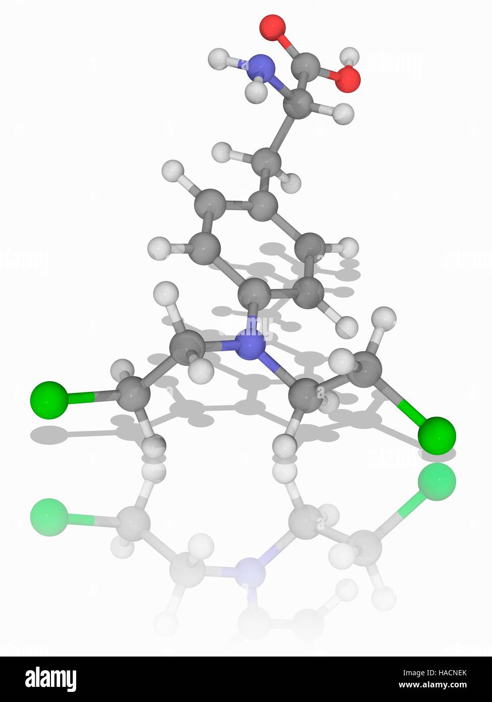 Le Melphalan. Le modèle moléculaire du médicament de chimiothérapie melphalan (C13.H18.cl2.N2.O2). Ce médicament appartient à la classe des agents alkylants moutarde. Il est utilisé pour traiter le myélome multiple et le cancer de l'ovaire. Les atomes sont représentés comme des sphères et sont codés par couleur : carbone (gris), l'hydrogène (blanc), l'azote (bleu), l'oxygène (rouge) et le chlore (vert). L'illustration. Banque D'Images