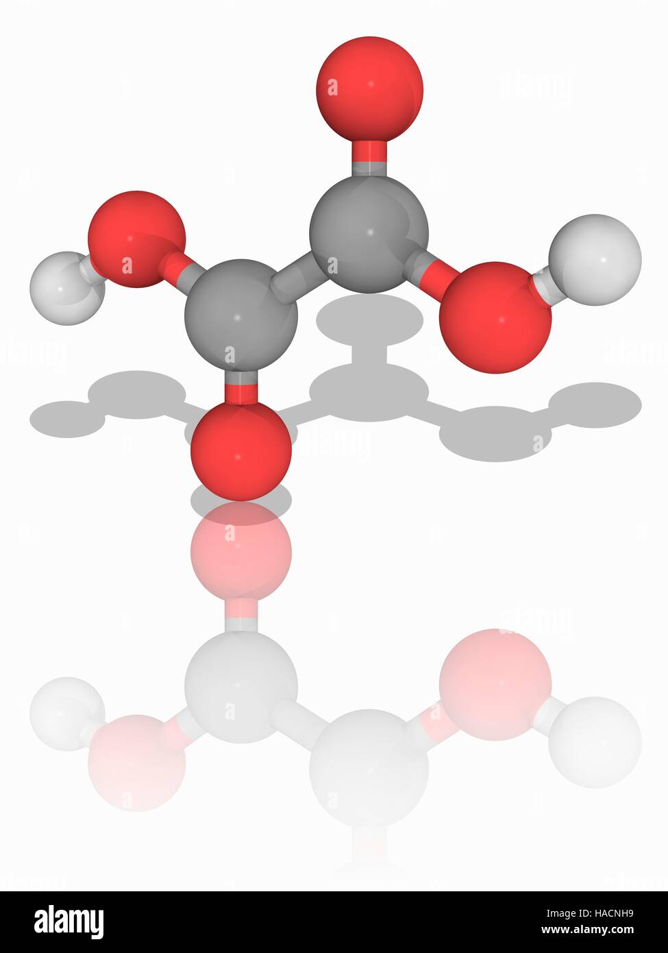 L'acide oxalique. Le modèle moléculaire du composé organique acide oxalique (C2.H2.O4), un acide fort et la réduction de l'agent. Il est utilisé pour le nettoyage et le blanchiment et de la teinture des processus. Les atomes sont représentés comme des sphères et sont codés par couleur : carbone (gris), l'hydrogène (blanc) et d'oxygène (rouge). L'illustration. Banque D'Images