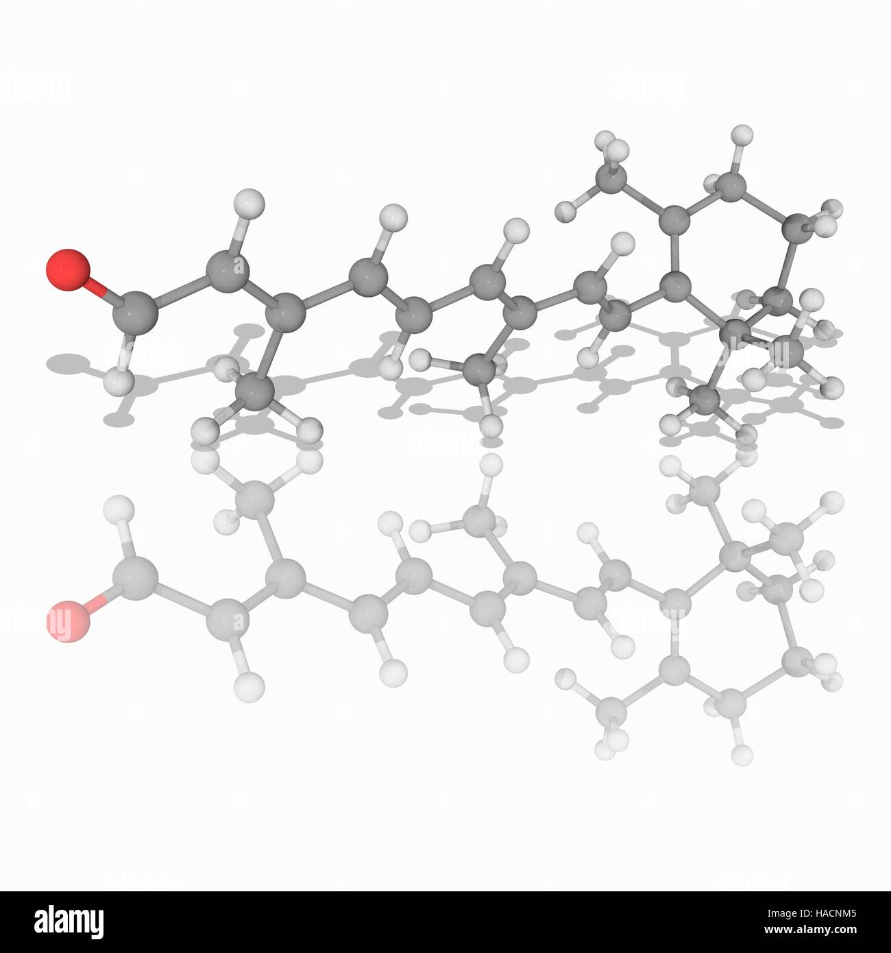 Rétinienne. Le modèle moléculaire de l'aldéhyde rétinal (C20.H28.O), l'une des formes de la vitamine A et également connu sous le nom de rétinaldéhyde. Ce produit chimique est produit par des organismes vivants par clivage oxydatif des caroténoïdes. Les atomes sont représentés comme des sphères et sont codés par couleur : carbone (gris), l'hydrogène (blanc) et d'oxygène (rouge). L'illustration. Banque D'Images