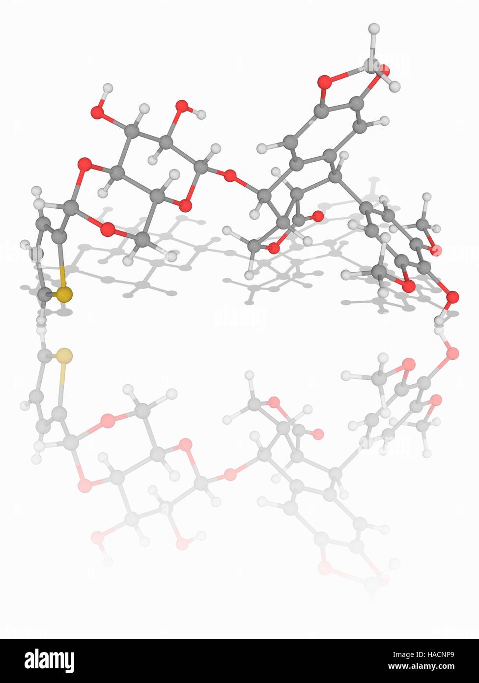 Teniposide. Le modèle moléculaire du médicament de chimiothérapie teniposide (C32.H32.O13.S), utilisé dans le traitement de la leucémie lymphoïde aiguë de la petite enfance. Les atomes sont représentés comme des sphères et sont codés par couleur : carbone (gris), l'hydrogène (blanc), l'oxygène (rouge) et le soufre (jaune). L'illustration. Banque D'Images