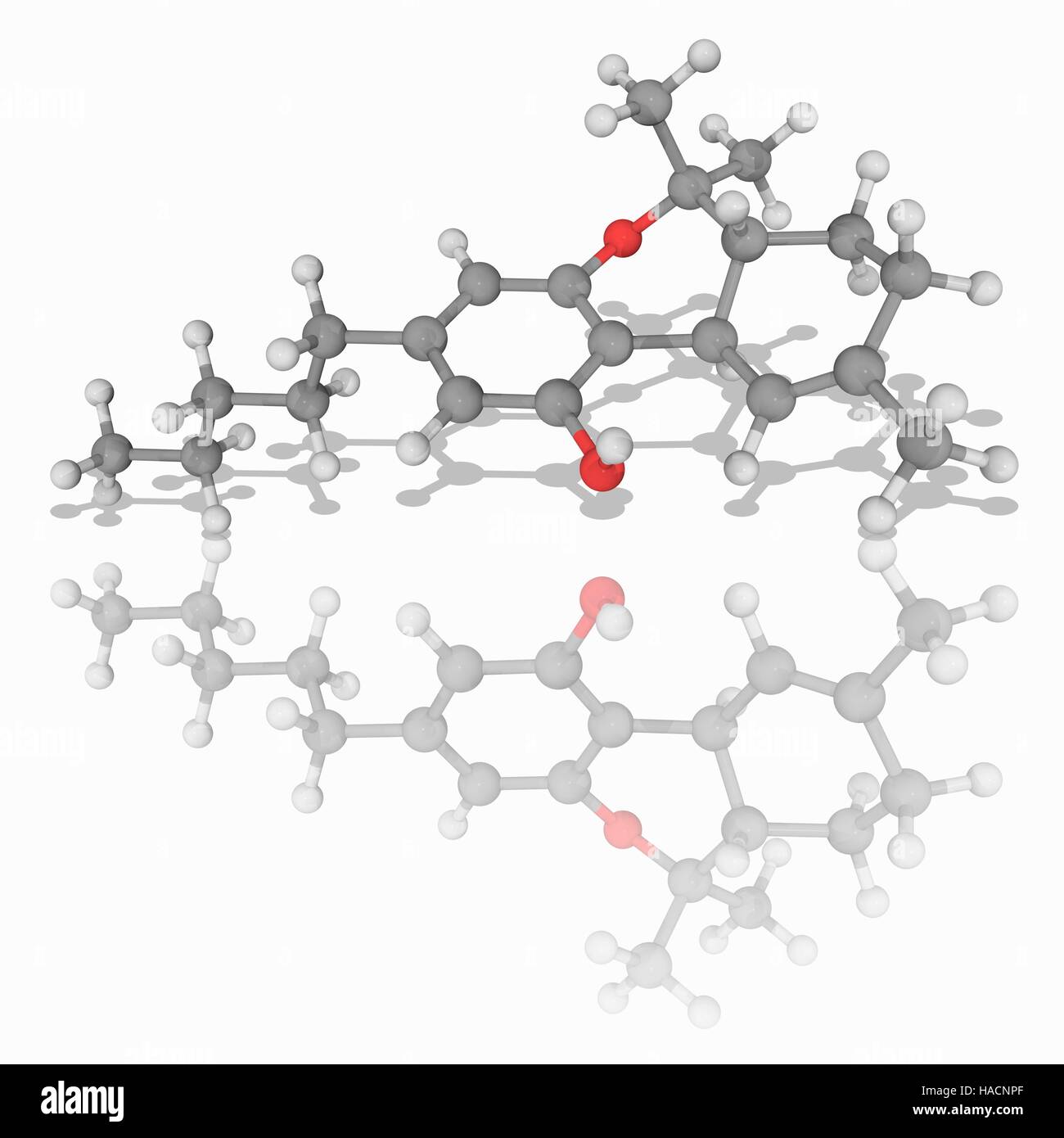 Tétrahydrocannabinol. Le modèle moléculaire de tétrahydrocannabinol (THC, C21.H30.O2), le principal composant psychoactif du cannabis. Les atomes sont représentés comme des sphères et sont codés par couleur : carbone (gris), l'hydrogène (blanc) et d'oxygène (rouge). L'illustration. Banque D'Images