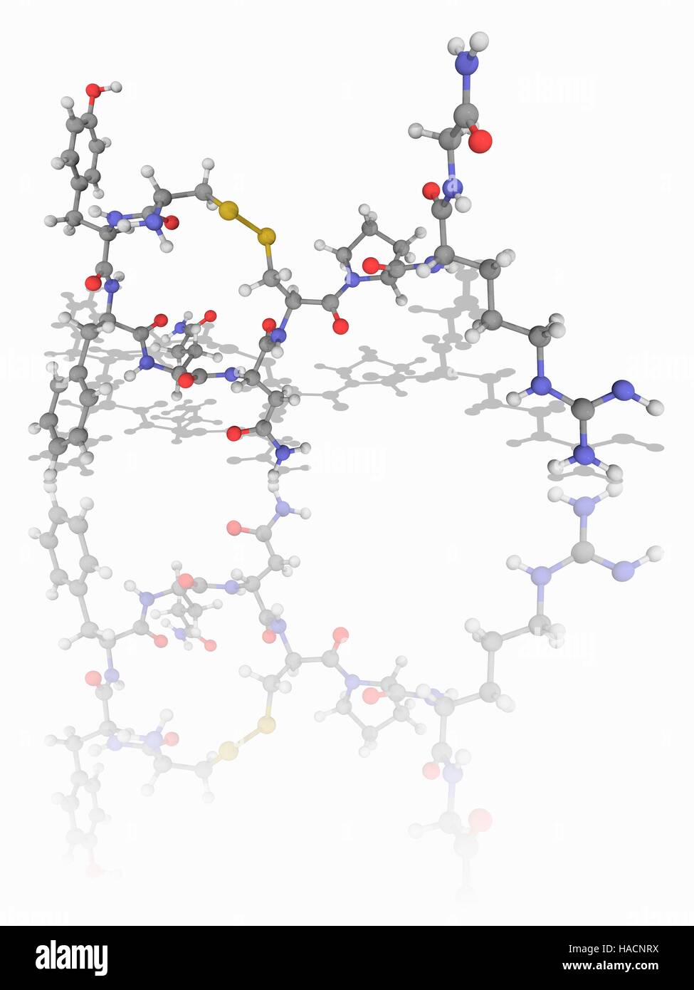 La vasopressine. Le modèle moléculaire de l'hormone vasopressine (C46.H65.N13.O12.S2). Cette hormone neurohypophysaire, trouvés dans la plupart des mammifères, contrôle la réabsorption des molécules d'eau dans les tubules rénaux. Les atomes sont représentés comme des sphères et sont codés par couleur : carbone (gris), l'hydrogène (blanc), l'azote (bleu), l'oxygène (rouge) et le soufre (jaune). L'illustration. Banque D'Images