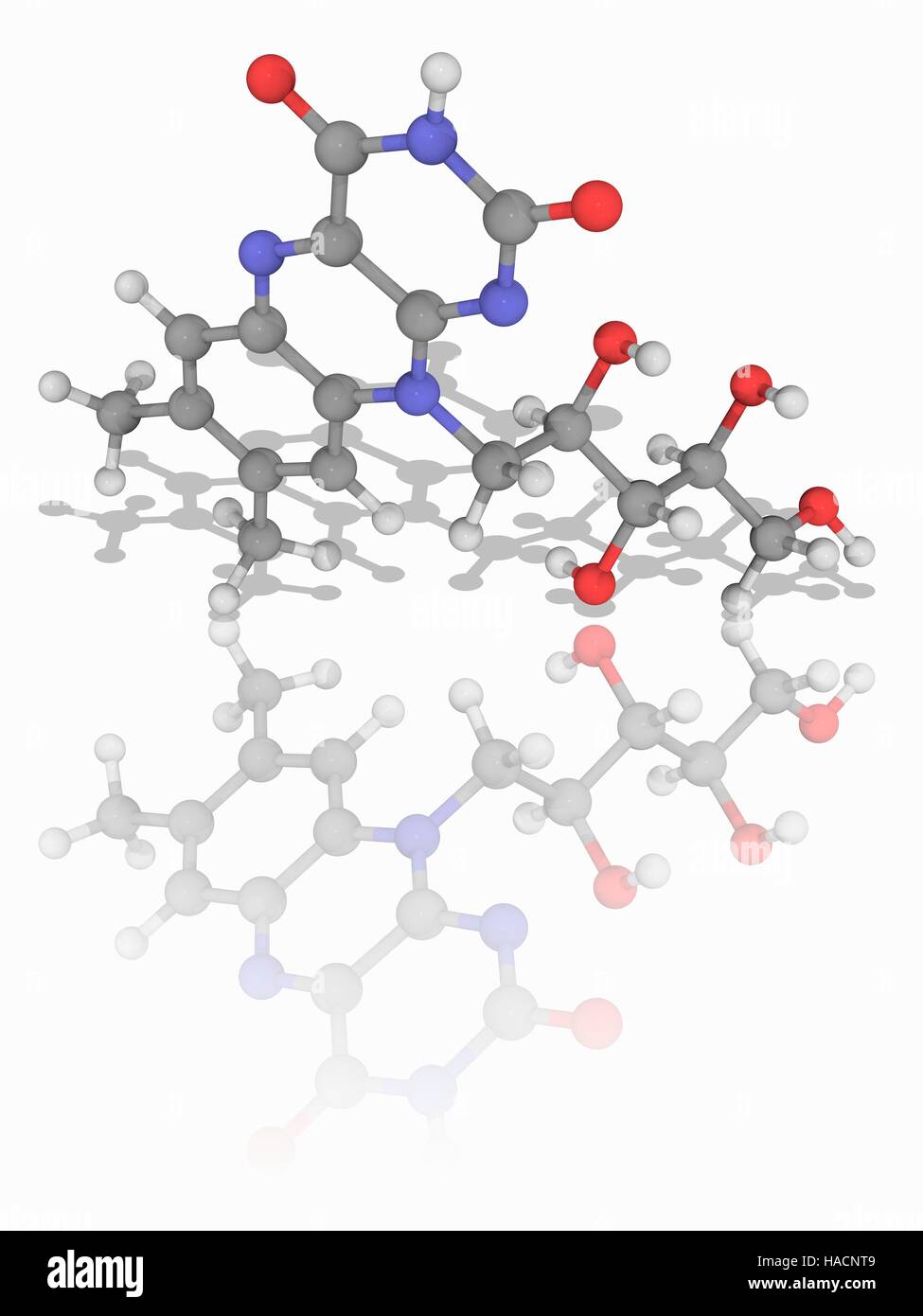 La vitamine B2. Le modèle moléculaire de la riboflavine (C17.H20.N4.O6), également connu sous le nom de vitamine B2. Cette vitamine joue un rôle clé dans le métabolisme de l'énergie. Il était auparavant connu sous le nom de vitamine G Les atomes sont représentés comme des sphères et sont codés par couleur : carbone (gris), l'hydrogène (blanc), l'azote (bleu) et d'oxygène (rouge). L'illustration. Banque D'Images