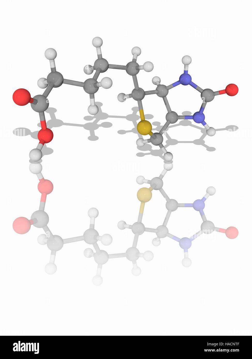 La vitamine B7. Le modèle moléculaire de la biotine (C10.H16.N2.O3.S), également connu sous le nom de vitamine B7, vitamine H et coenzyme R. Cette vitamine est nécessaire à la croissance cellulaire, la production d'acides gras et le métabolisme des graisses et des acides aminés. Les atomes sont représentés comme des sphères et sont codés par couleur : carbone (gris), l'hydrogène (blanc), l'azote (bleu), l'oxygène (rouge) et le soufre (jaune). L'illustration. Banque D'Images