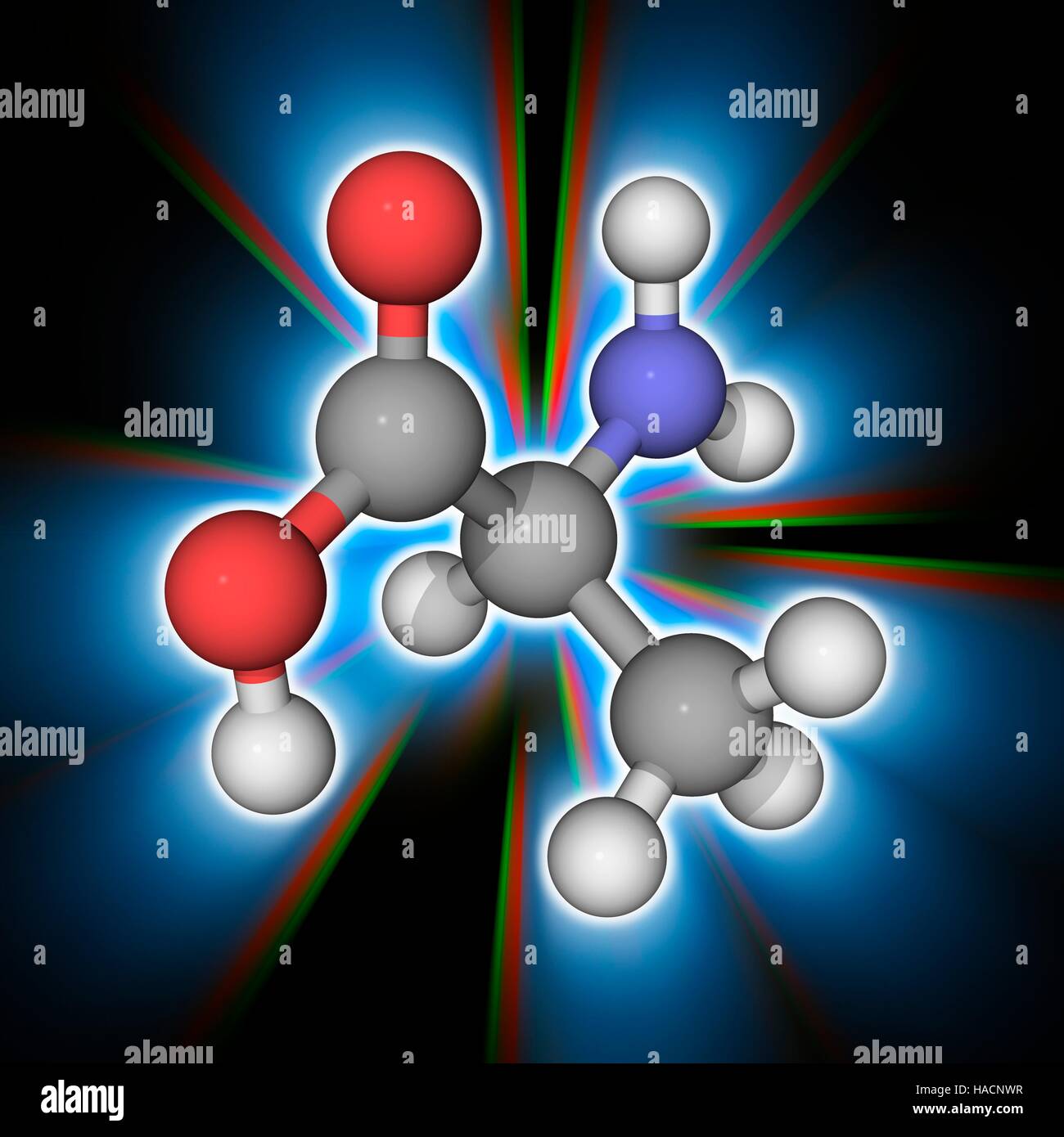 L'alanine. Le modèle moléculaire de l'acide aminé alanine (C3.H7.N.O2). Un alpha structurellement, d'acides aminés l'alanine est un acide aminé non essentiel. Il peut être synthétisé par l'organisme et ne doit donc pas venir de l'alimentation. L'Alanine joue un rôle important dans la production d'urée, la principale forme sous laquelle mammifères excréter des composés azotés de l'organisme. Les atomes sont représentés comme des sphères et sont codés par couleur : carbone (gris), l'hydrogène (blanc), l'azote (bleu) et d'oxygène (rouge). L'illustration. Banque D'Images