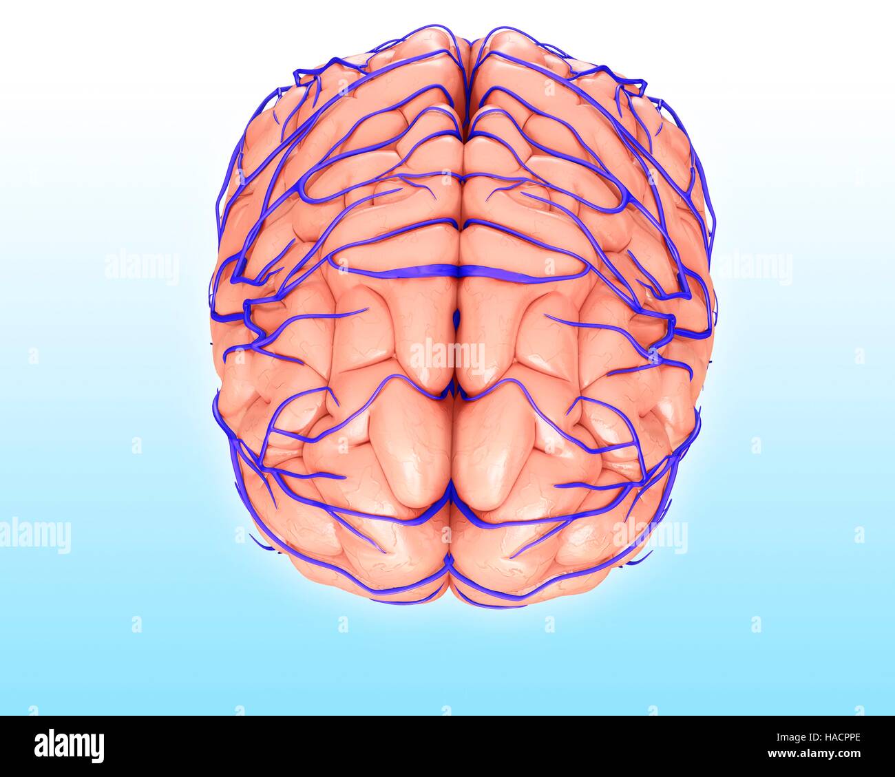 Illustration des veines du cerveau et de l'anatomie. Banque D'Images