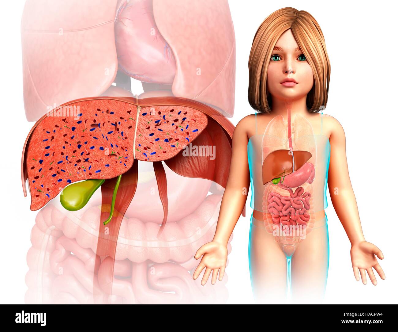Illustration de l'anatomie du foie de l'enfant. Banque D'Images
