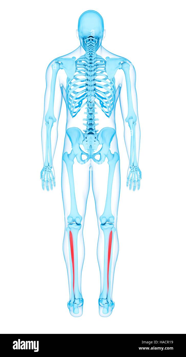 Illustration de la membrane interosseous les muscles. Banque D'Images