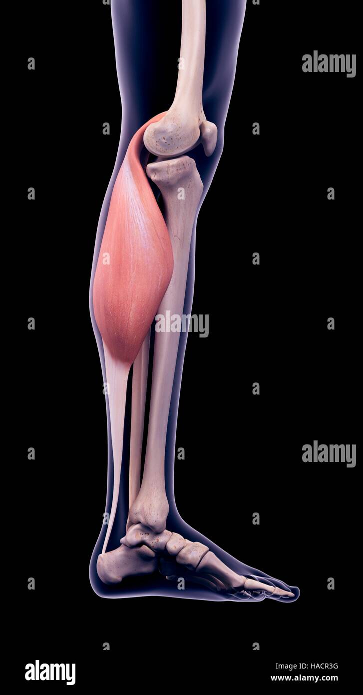 Illustration du gastrocnémien. Banque D'Images