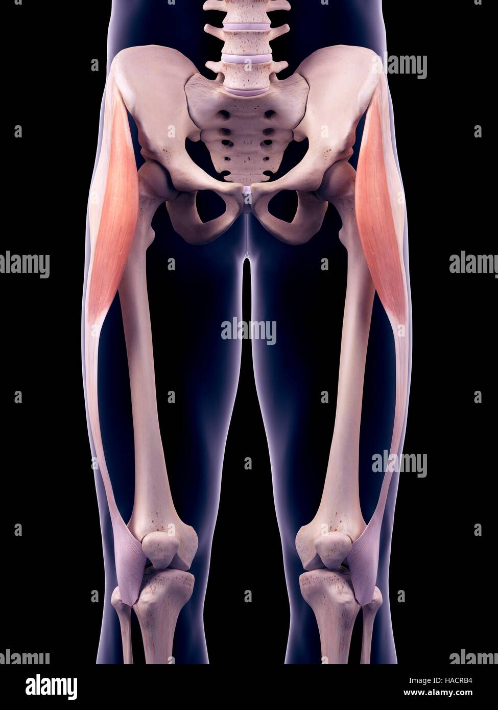 Illustration des muscles tenseur fascia lata Photo Stock Alamy — free download