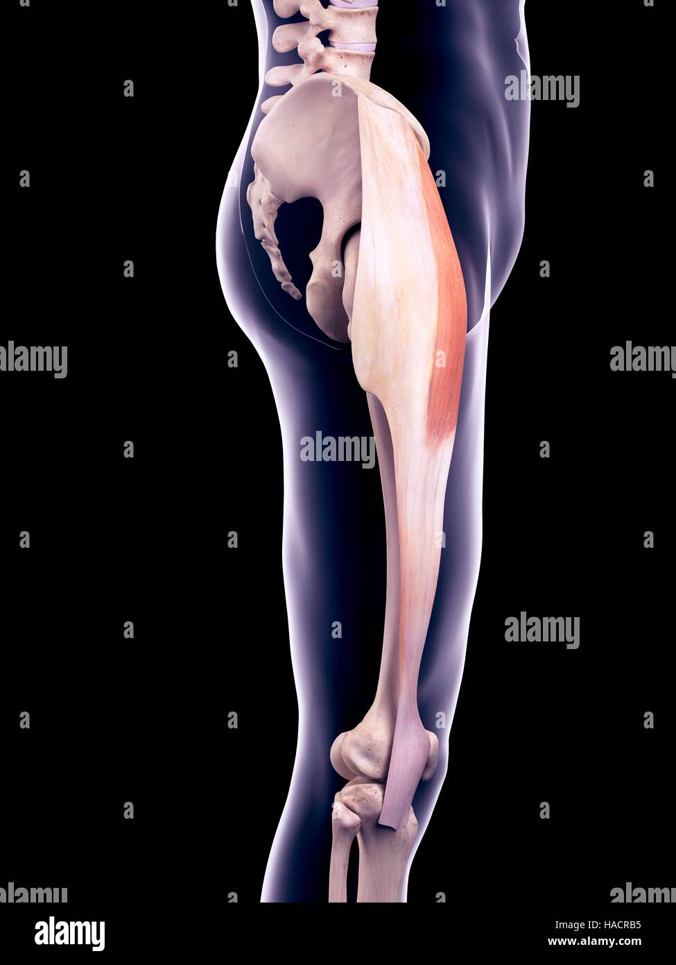 Illustration du muscle tenseur du fascia lata Photo Stock Alamy — free download