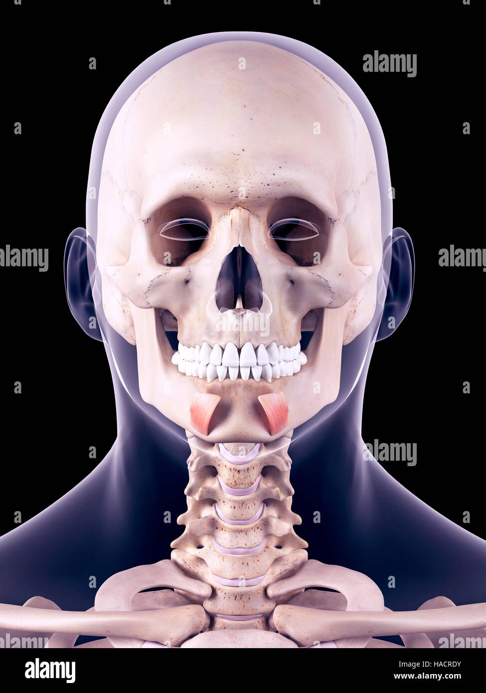 Illustration de l'abaisseur de l'labii inferioris muscles. Banque D'Images