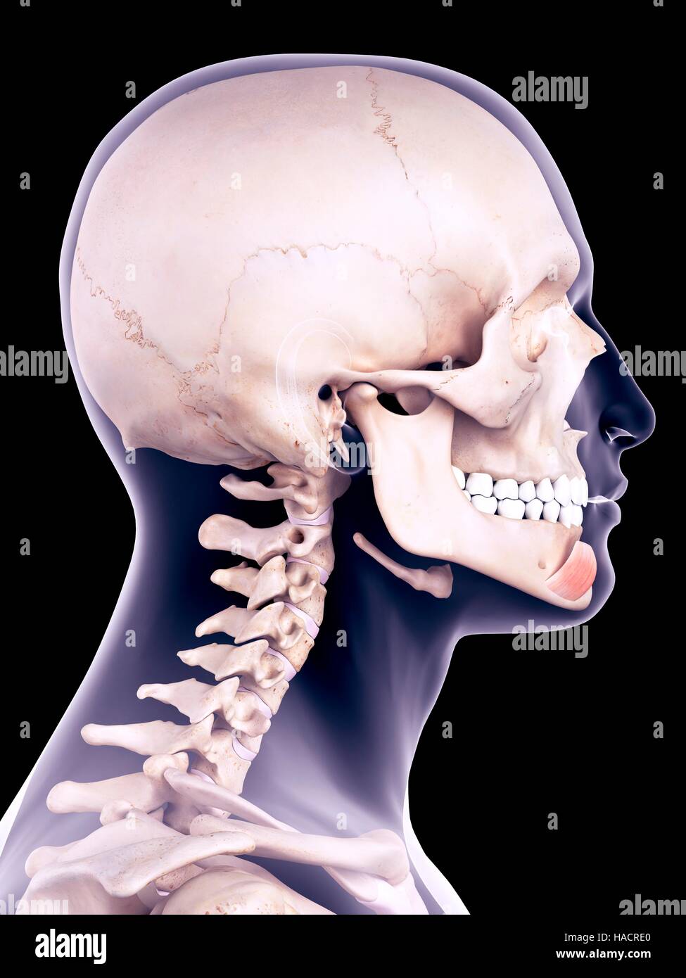 Illustration de l'abaisseur de l'labii inferioris muscle. Banque D'Images