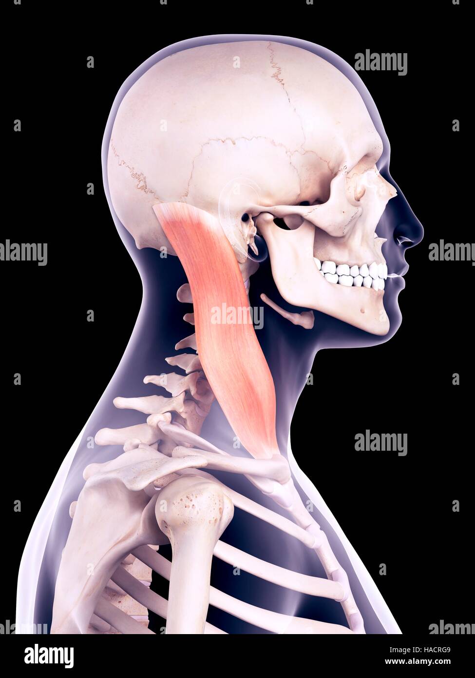 Muscle rachis cervical Banque de photographies et d’images à haute résolution Alamy