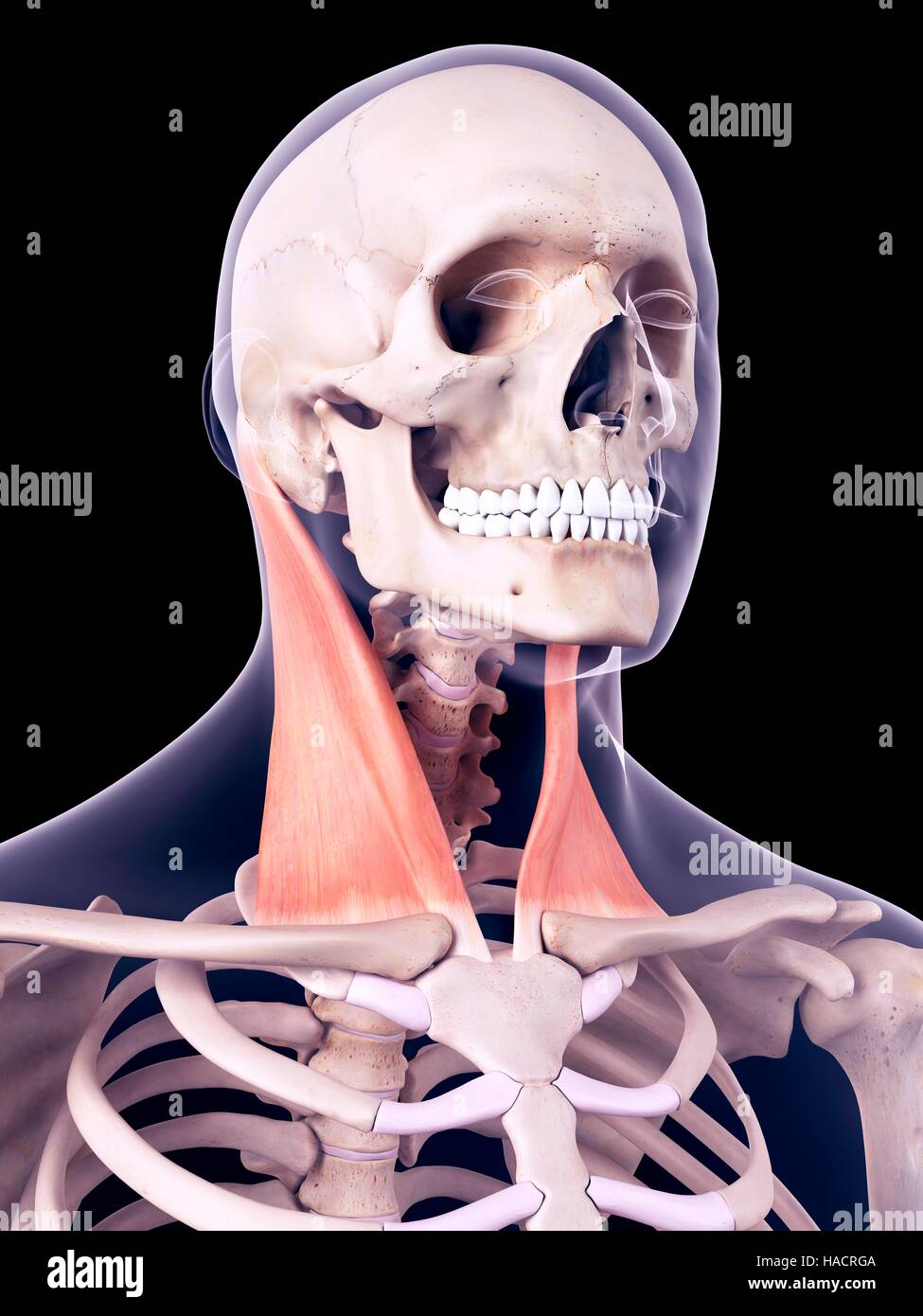 Muscles de la humaine Banque d